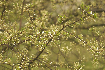 
Cherry with small buds
