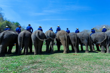 Obraz premium Thailand, Elephant , The Thai Elephant Conservation Center Lampang, Hang Chat, Lampang, Thailand.