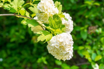 White hydrangea flowers in the sun at spring afternoon
