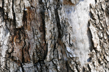 Macro of a bark of olive tree