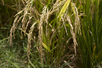 Ripe rice on the rice field