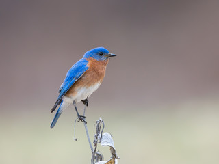 Male Eastern Bluebird Perched on a Milkweed Stalk
