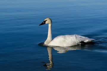 Trumpeter Swan Swimming