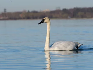Rideaux occultants Cygne Tundra Swan Swimming