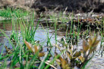 Spring grass growing near the creek.