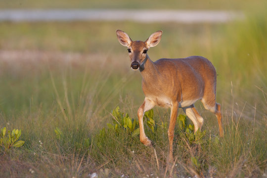 Endangered Key Deer walking