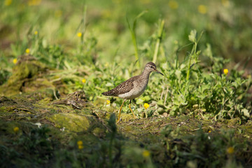 piro piro boschereccio