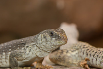 Fototapeta premium Felsenleguan