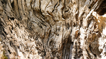 Bark of olive tree