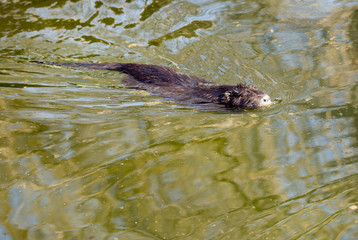 Black coypu on a pond in the park