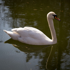 Fototapeta premium White swan in nature