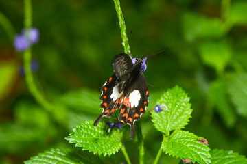 Exotischer Schmetterling