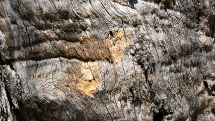 Bark of olive tree