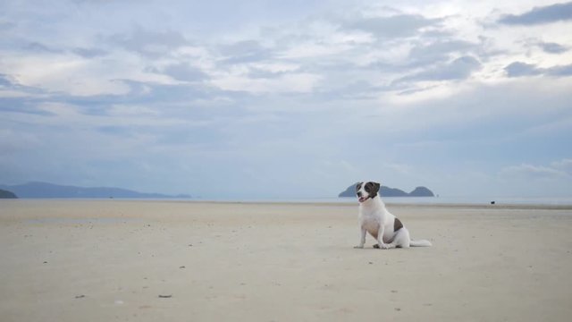 Cute Dog Sitting on Sandy Beach. Koh Phangan, Thailand. HD Slowmotion.