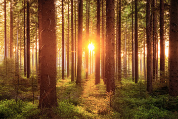 Fototapeta premium Silent Forest in spring with beautiful bright sun rays