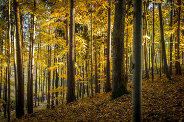 Autumn forest with golden yellow leave