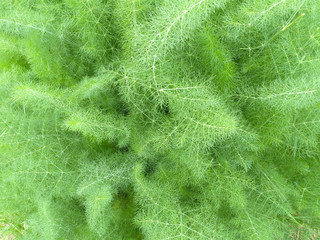 Natural background - greenery of fennel
