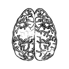 human brain icon over white background. vector illustration