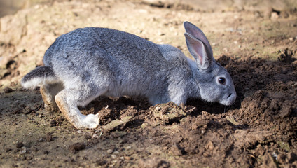 Hares on the ground in the wild