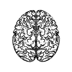 human brain icon over white background. vector illustration