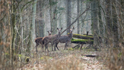 Few carefully watching wild deer in the depths of the spring forest.Forest landscape with young deer in 16: 9 format.Portrait of a deer, while looking at you.Belarus, Bialowieza Forest Reserve.Poland