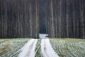 Late autumn landscape with a winding road, the first snow, green winter crops and a wall of thin birches.A minimalistic landscape with bleak autumn forest.Belarus,Vitebsk region