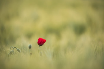 Sunlit red poppy,are shot with shallow depth of sharpness, on a background of a wheat field. Landscape with poppy. Rural plot with poppy and wheat. Europe, Czech Republic