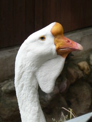  Portrait of a goose