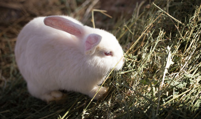 Hares on the ground in the wild