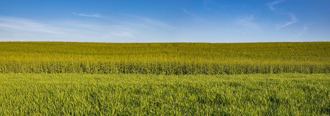 Panorama of a green, spring field in the morning light