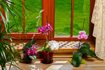 Flowering orchids in flower pots by the window