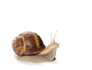 Snail isolated on white background, Helix pomatia