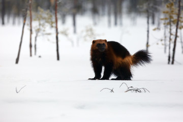 The wolverine (Gulo gulo) on the snow