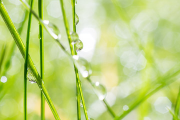 Natural summer background of grass with drops of morning dew