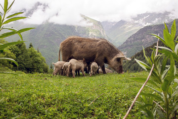 Wild Pigs in the mountains, Georgia