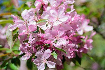 Spring flowering cherry tree