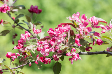 Obraz premium Spring flowering apple tree