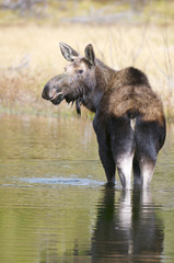 American Moose