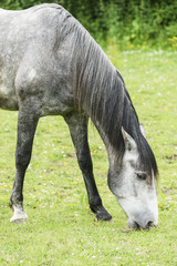 Obraz na płótnie Canvas Horse in field eating grass.