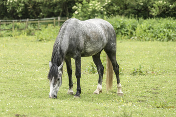 Horse in field eating grass.