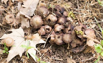 Inedible mushrooms on the ground in the park