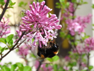 Pink flower loved by bumble-bee.