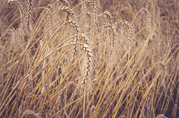 Wheat field