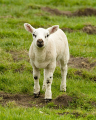 Fototapeta premium Cute lamb stood in rural field.
