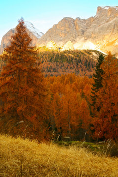 Autumn palette near Cortina d'Ampezzo