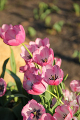 Obraz premium Tulips