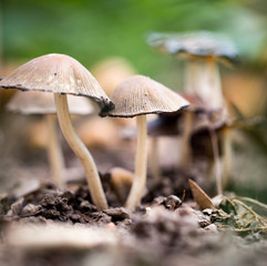 Inedible mushrooms on the ground in the park