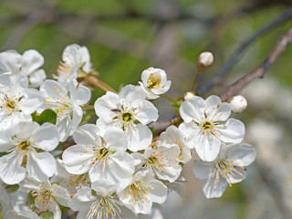 Sauerkirschblüten, Sauerkirsche, Prunus cerasus