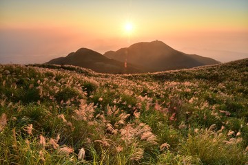 Fototapeta premium Sunset with miscanthus in Da-tun mountain, Yangmingshan National Park, Taipei, Taiwan
