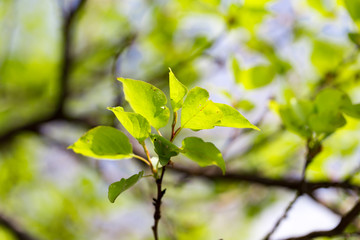 Fototapeta na wymiar Small green leaves on a tree in spring